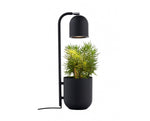 Botanica czarny