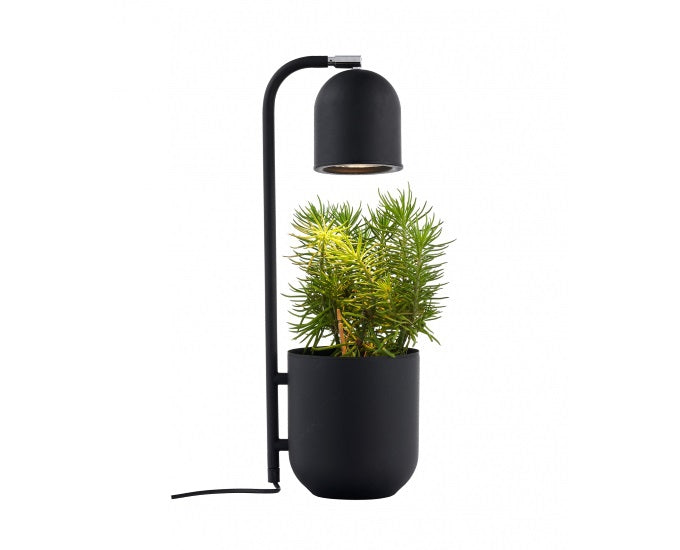 Botanica czarny