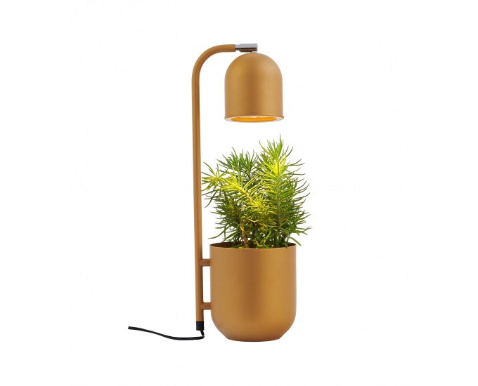 Botanica musztardowy