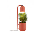 Botanica koralowy