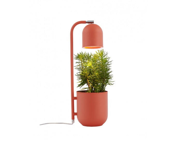 Botanica koralowy