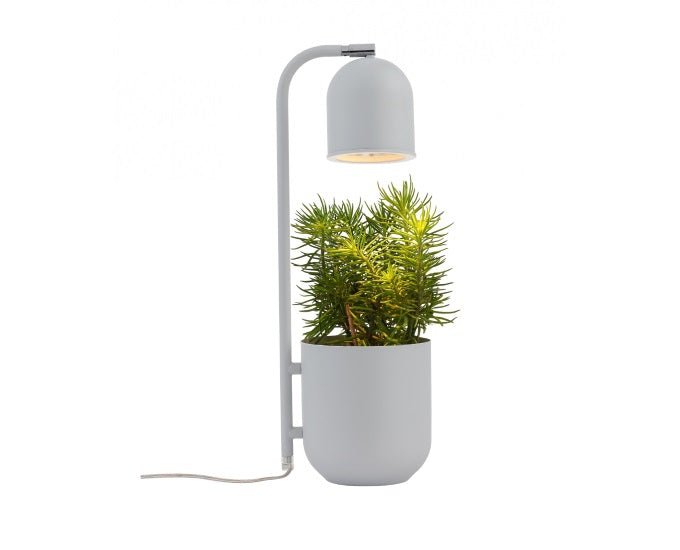 Botanica szary