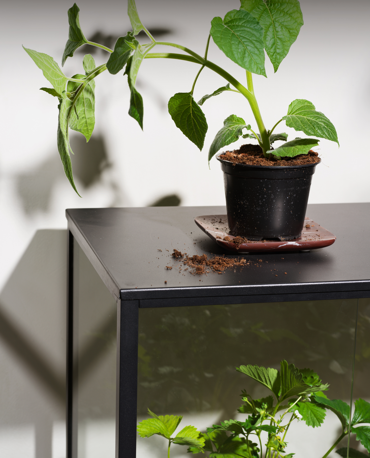 Szklarnia ogrodowa Grower
