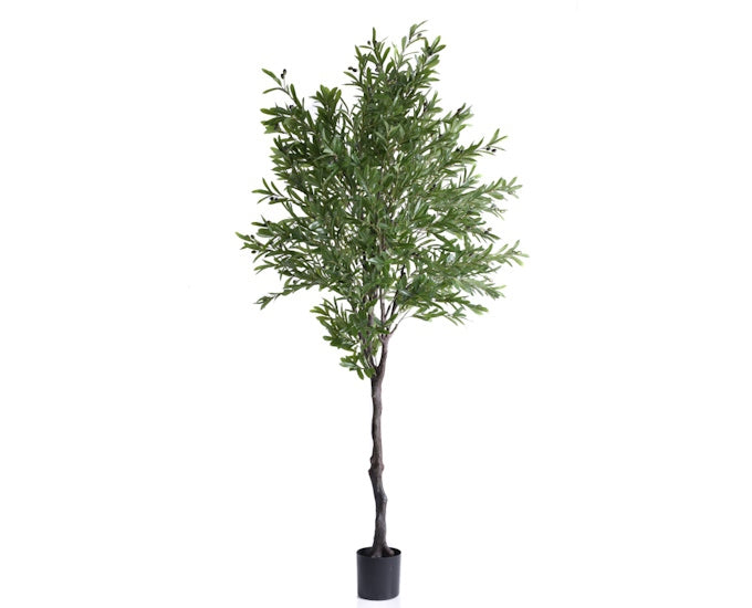 drzewo oliwne z oliwkami 240 cm