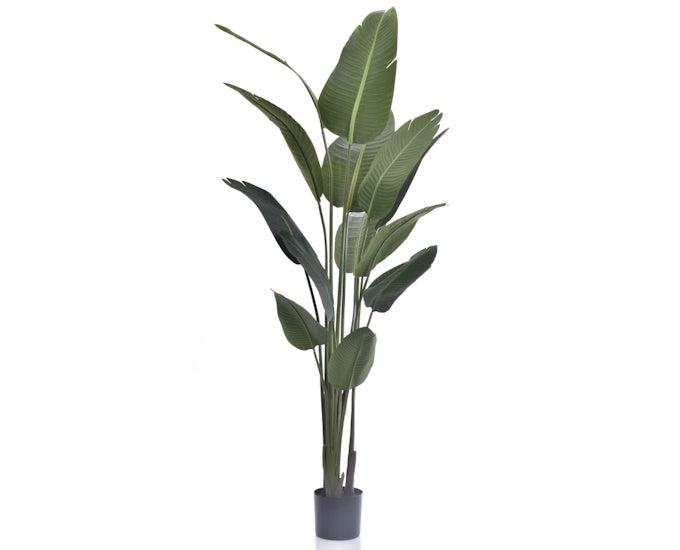 drzewo bananowe 190 cm