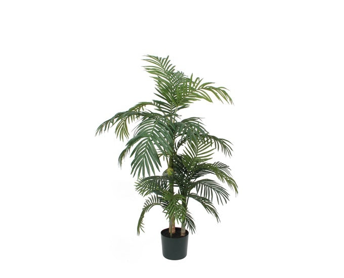 Palma betelowa Areca fi100x150