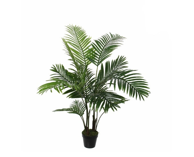 palma betelowa Areca fi60x120