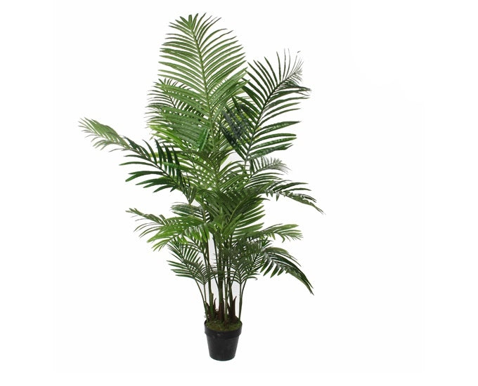 palma betelowa Areca fi145x190