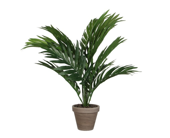 Palma betelowa Areca fi60x45