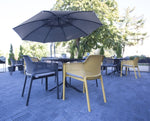parasol Palma