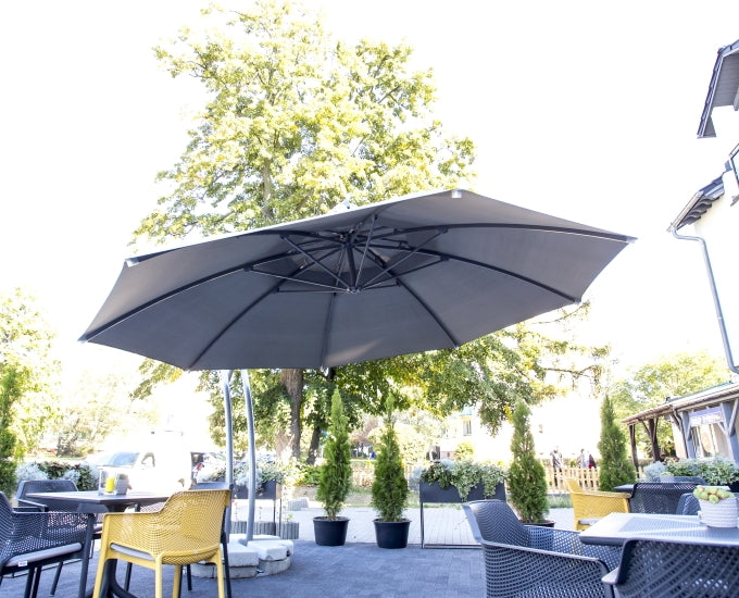 Palma parasol