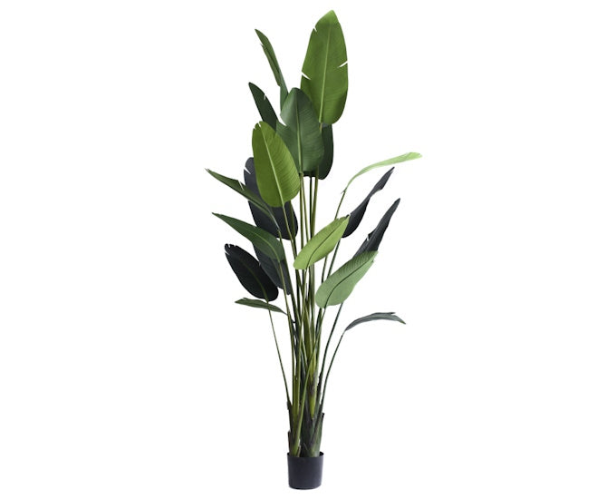strelicja 310 cm